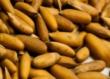 Pine Nuts (Shelled)