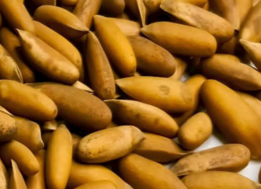 824609_02103043563e4d6880f9caa530f29a07~mv2